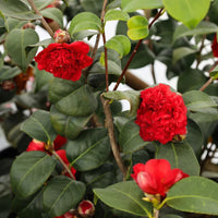 Professor Sargent Camellia Plant