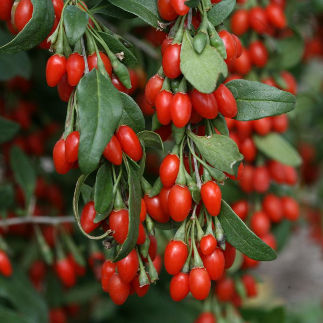 Goji Berry (Wolfberry), Bright Orange
