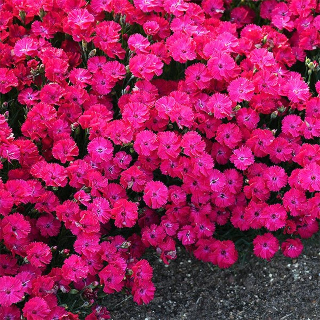 Dianthus &