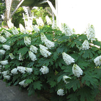 Proven Winners Gatsby Gal Hydrangea with large white flower spikes