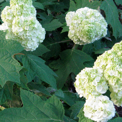 Harmony Oakleaf Hydrangea