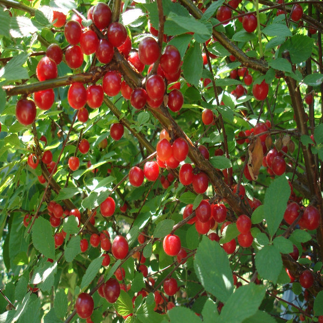 Nanking Cherry