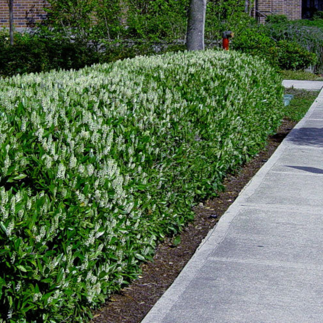 Buy Otto Luyken Cherry Plants & Trees Online | Pixies Gardens