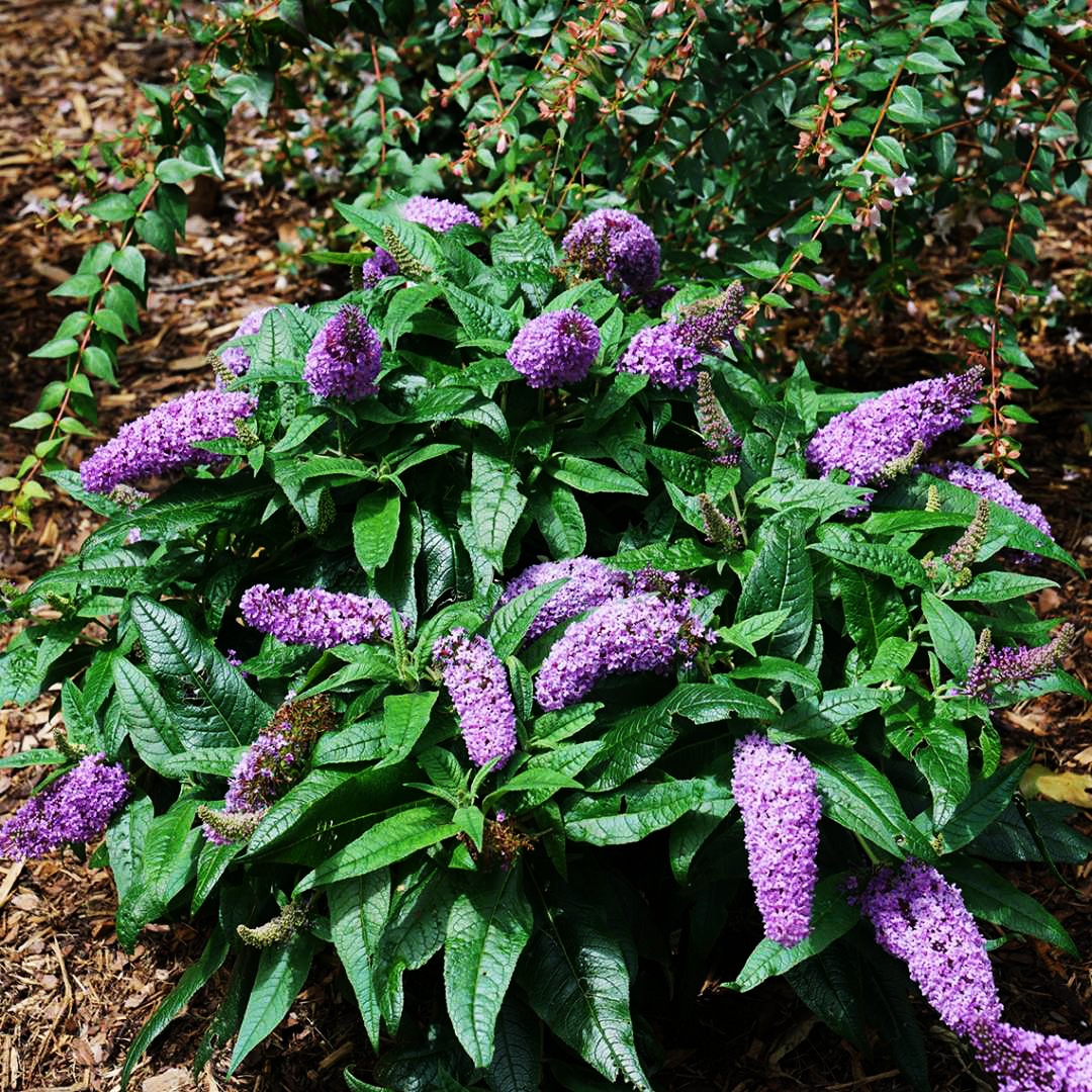 Buddleia X Pugster Amethyst Butterfly Bush