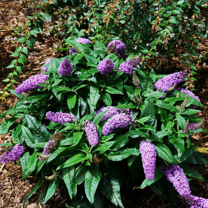 Buddleia X Pugster Amethyst Butterfly Bush