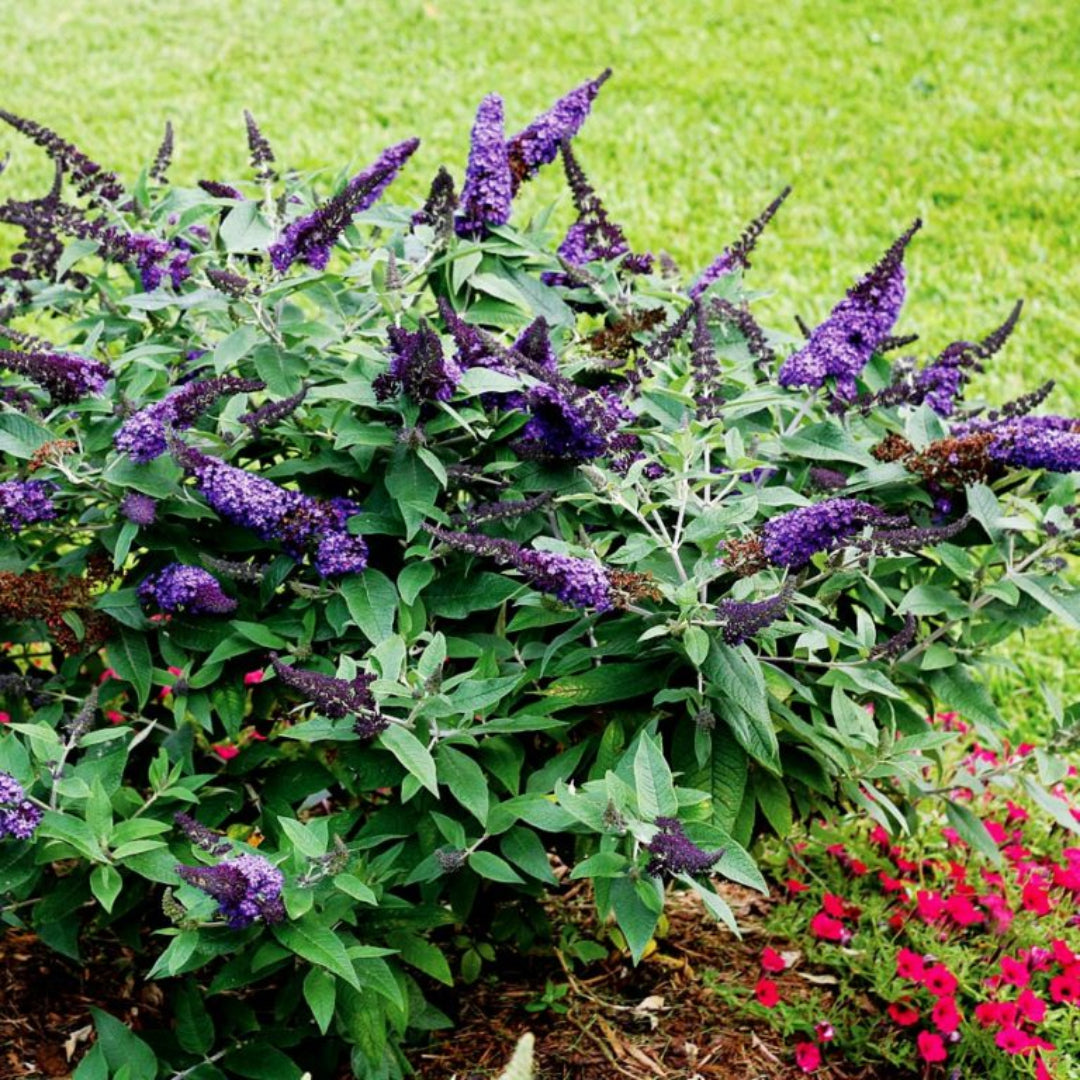 Buddleia Pugster Blue Butterfly Bush