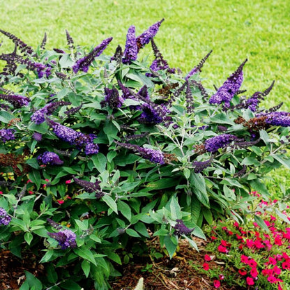Buddleia Pugster Blue Butterfly Bush