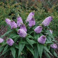 Buddleia X Pugster Amethyst Butterfly Bush