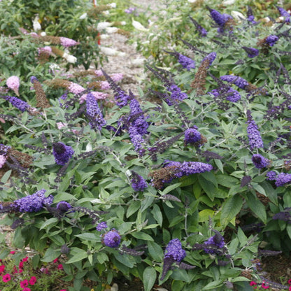 Buddleia Pugster Blue Butterfly Bush