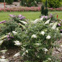 Buddleia Pugster White Dwarf Butterfly Bush