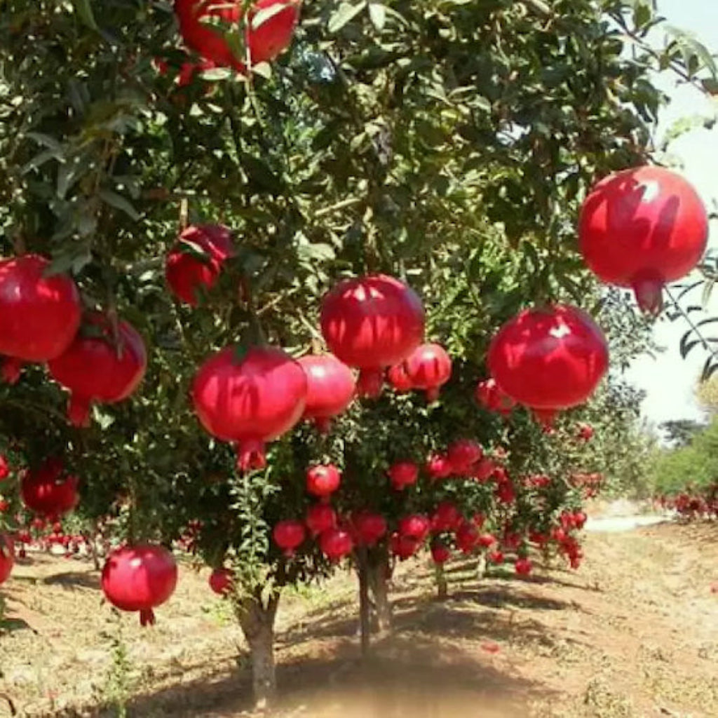 A.C. Sweet Pomegranate