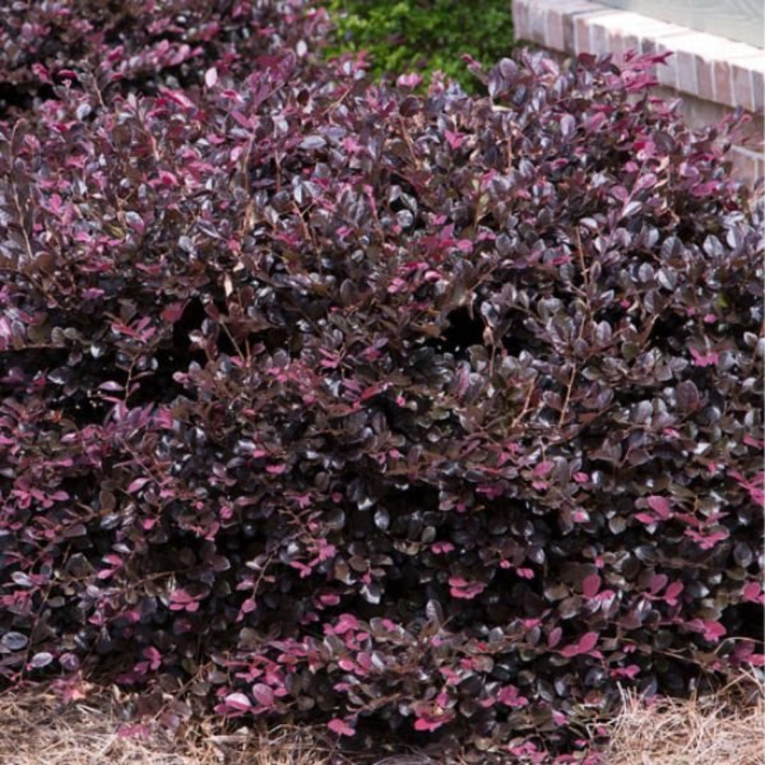 Blooming Purple Diamond Loropetalum in garden