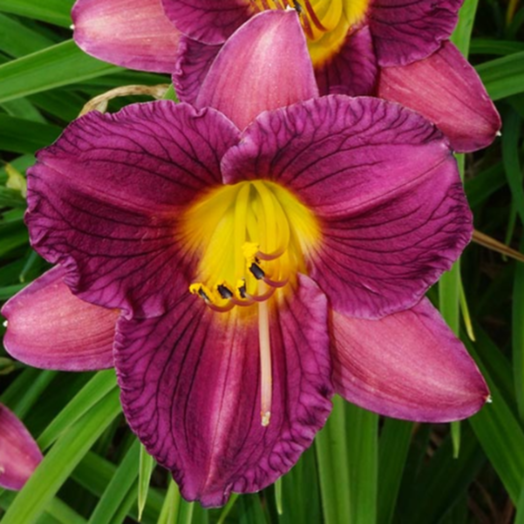Hemerocallis &