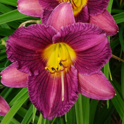 Hemerocallis &