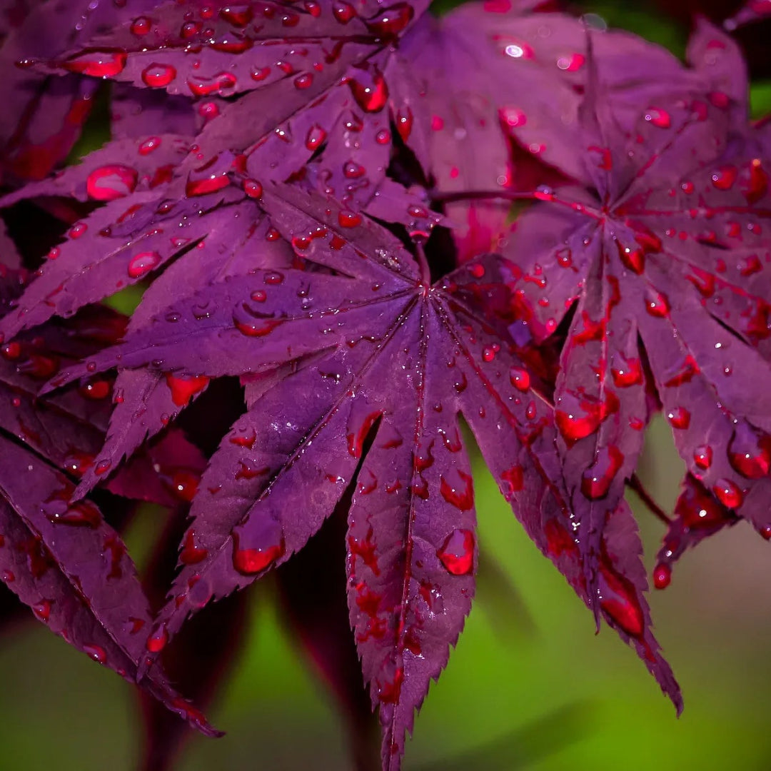purple ghost bonsai tree Purple Ghost Japanese Maple Rare Ornamental Tree for Sale