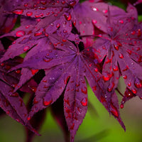 Ornamental Purple Ghost Japanese Maple growing outdoors with vibrant purple foliage