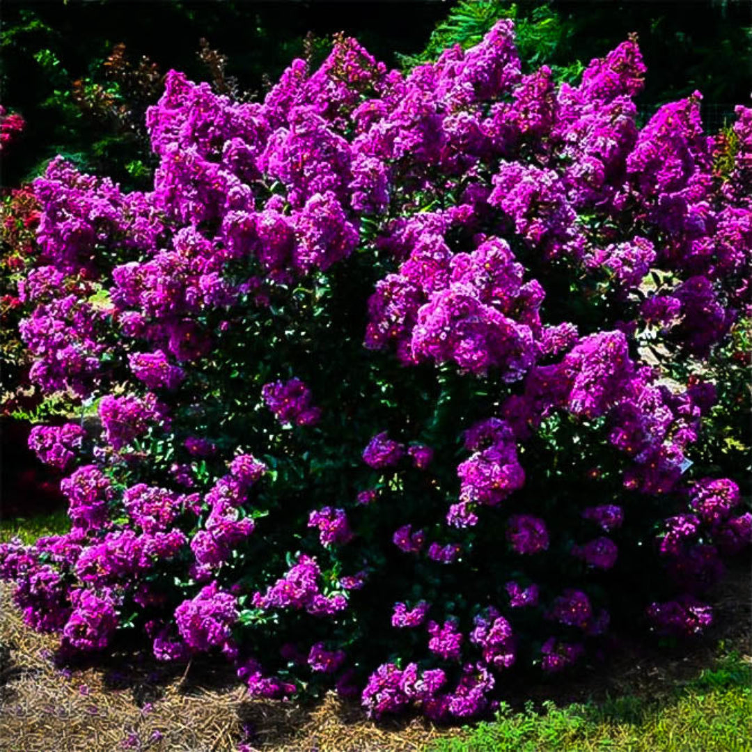 Purple Magic Crape Myrtle Tree Flowering in Summer