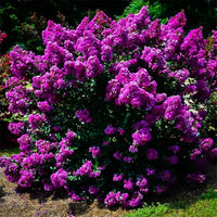 Early Bird Lavender crape myrtle plant size guide and growth information chart