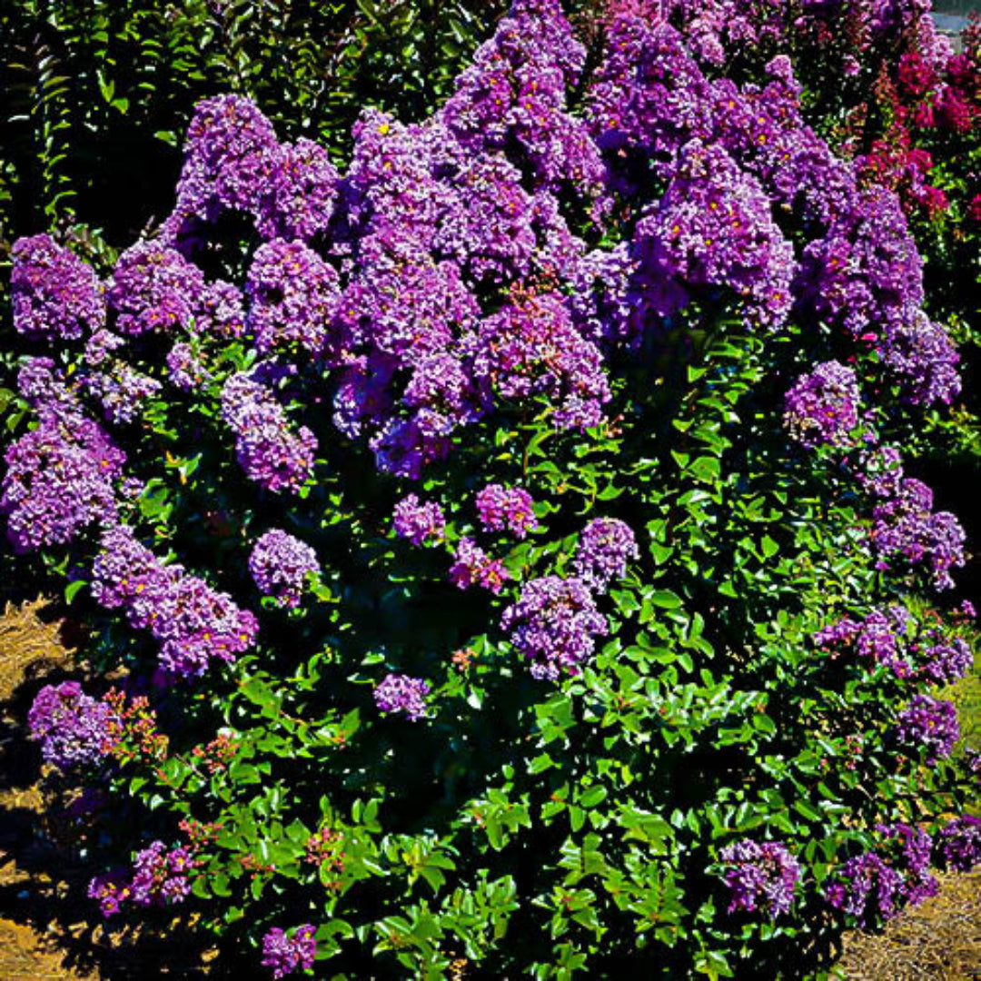 Purple Magic Crape Myrtle Shrub in Bloom