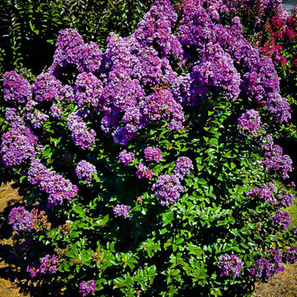 Purple Magic Crape Myrtle Shrub in Bloom