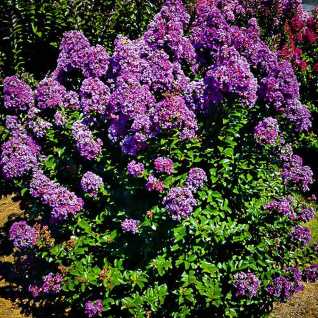 Early Bird Lavender crape myrtle tree with full purple bloom display in late spring