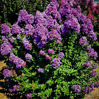 Early Bird Lavender crape myrtle tree with full purple bloom display in late spring