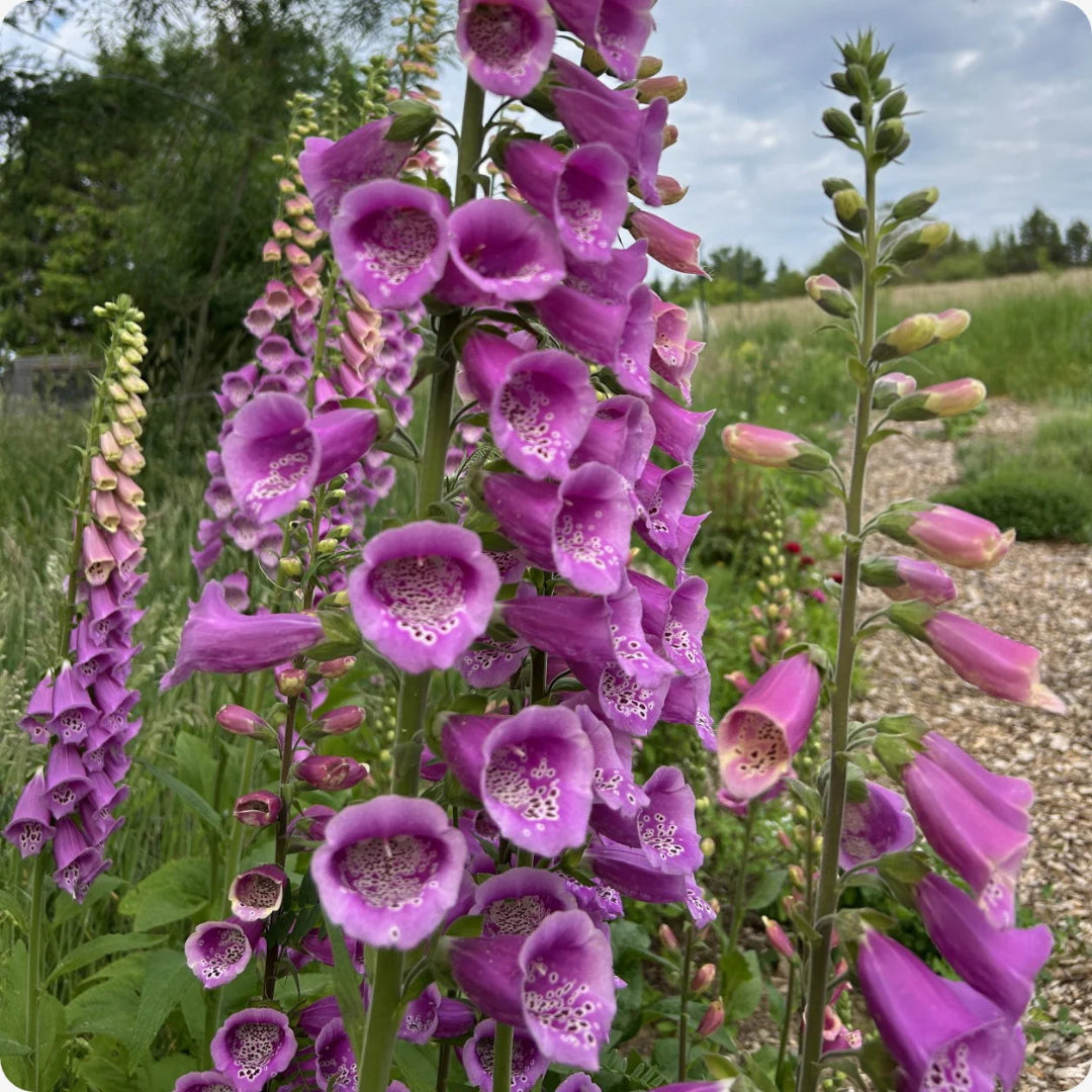 Digitalis Purpurea &