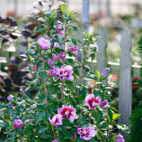 Purple Pillar Rose of Sharon upright flowering hibiscus plant