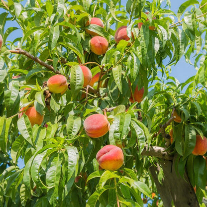 La Feliciana Peach Tree
