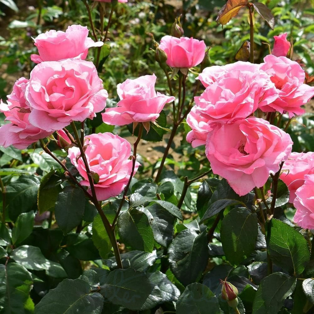 Climbing Queen Elizabeth Rose