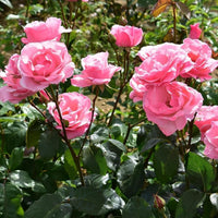 Climbing Queen Elizabeth Rose