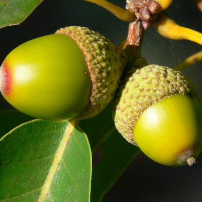 chestnut oak Tree ( Spring Pre-Order )
