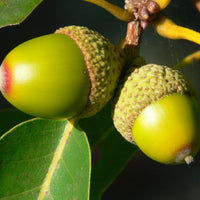 chestnut oak Tree