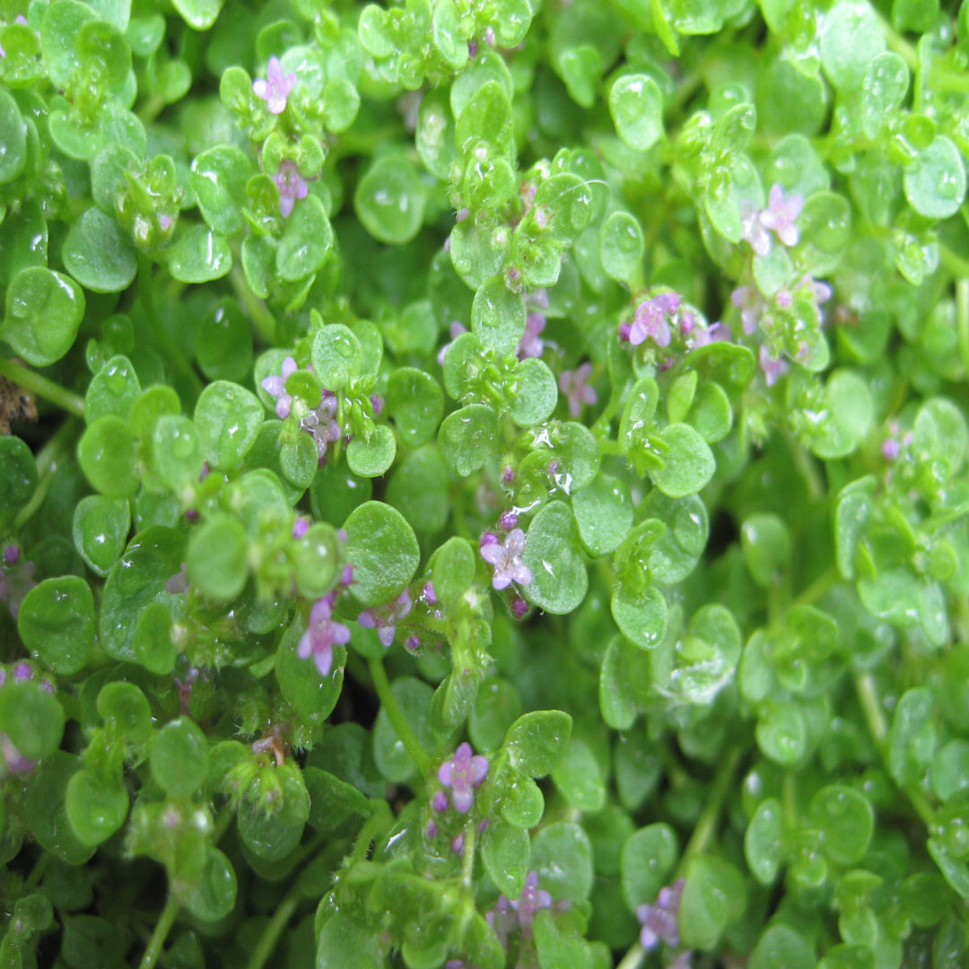 Mentha Requienii Corsican Mint Round 10 count flat of 4.5" pots - [EG]