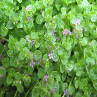 Mentha Requienii Corsican Mint Round 10 count flat of 4.5" pots - [EG]