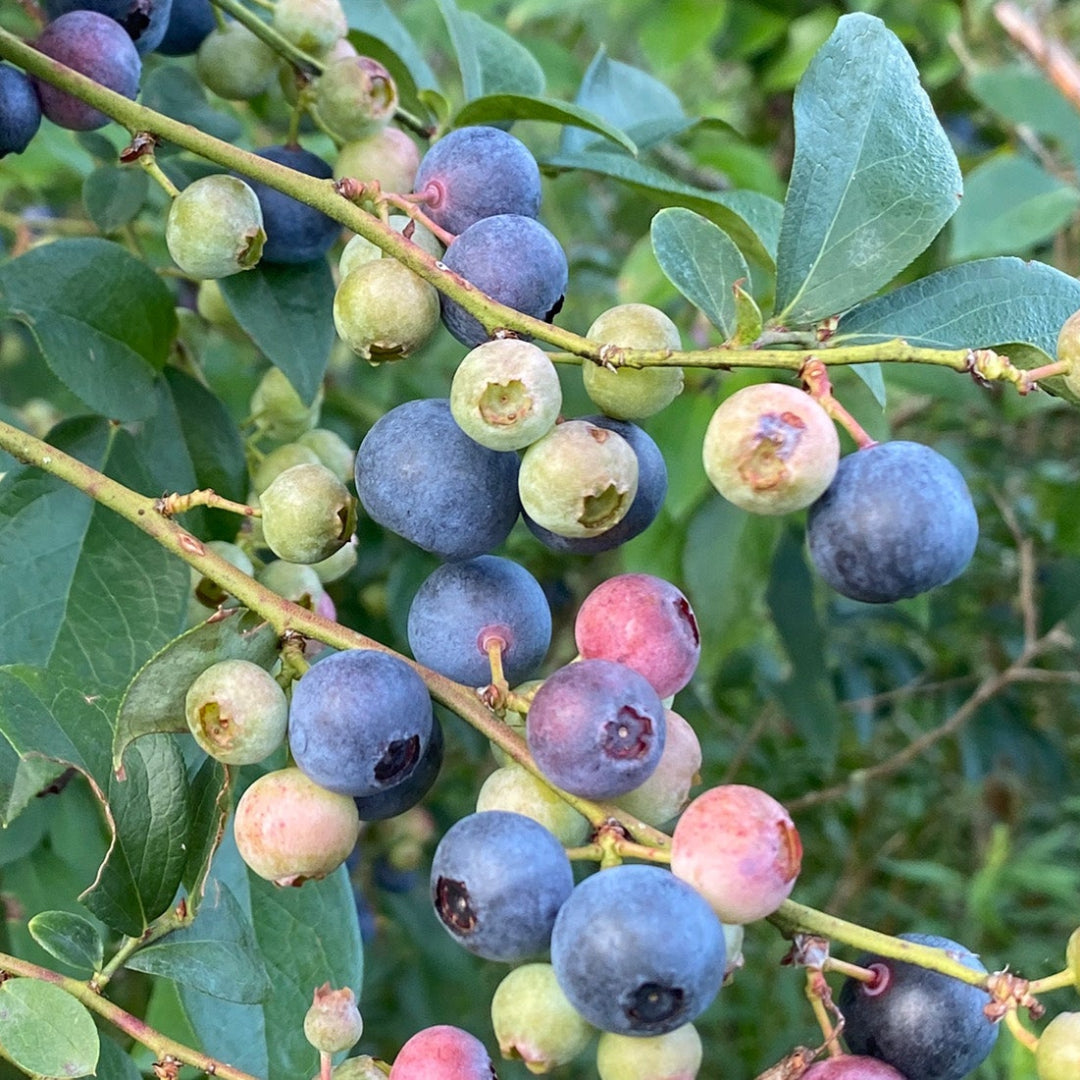 Alice Blue Rabbiteye Blueberry Shrub