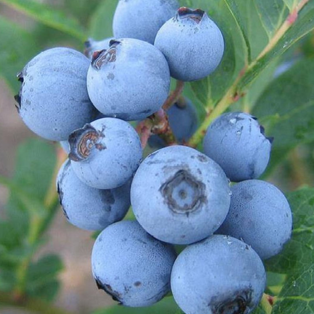 Alice Blue Rabbiteye Blueberry Shrub