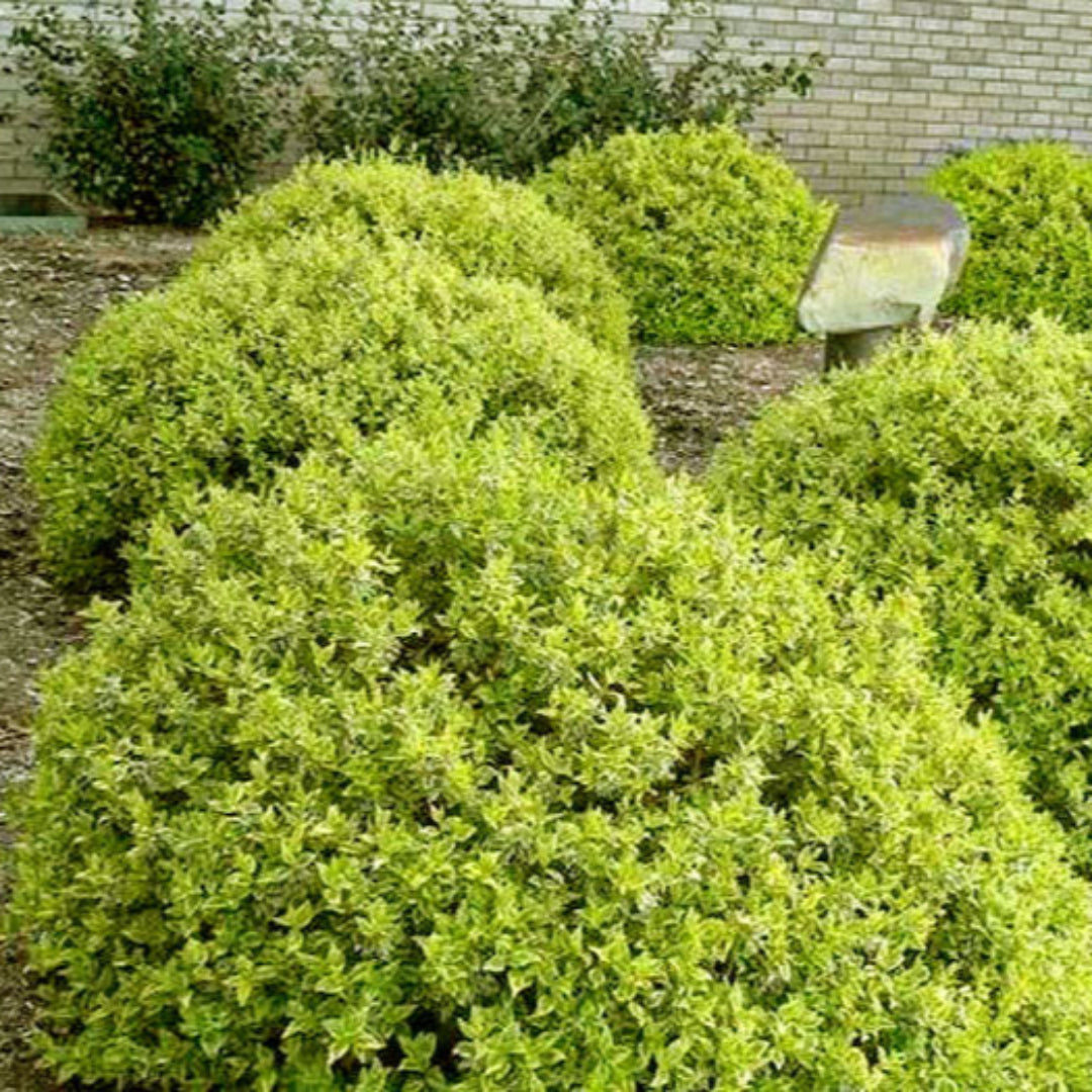 Lemon Lime Radiance Abelia