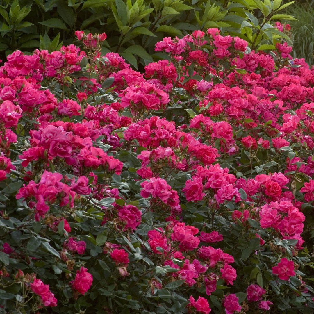 Gorgeous Red Rose (3-4 ft tall)