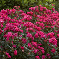 Radrazz Knock Out Rose Shrub in Full Bloom