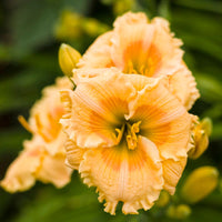 Hemerocallis Rainbow Rhythm 'Orange Smoothie' - [EG]