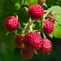 Nova Raspberry