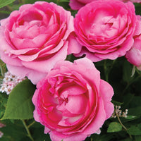 Raspberry Cupcake Rose