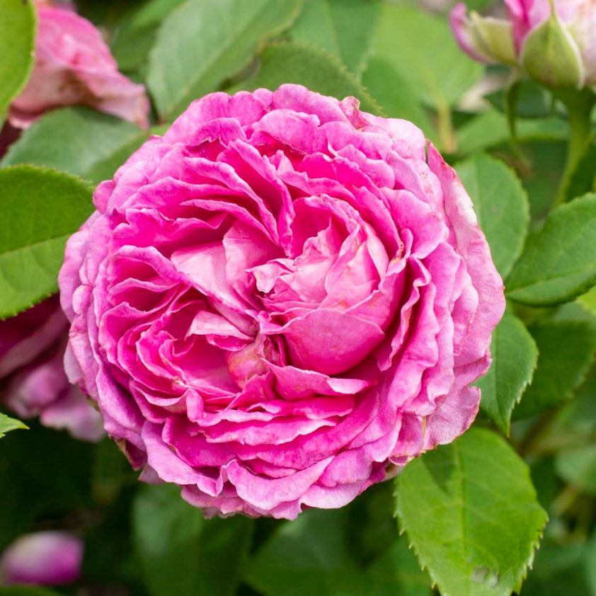 Raptor Raspberry Rose Raspberry Cupcake Rose for Sale | Pixies Gardens