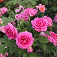 Raspberry Cupcake Rose