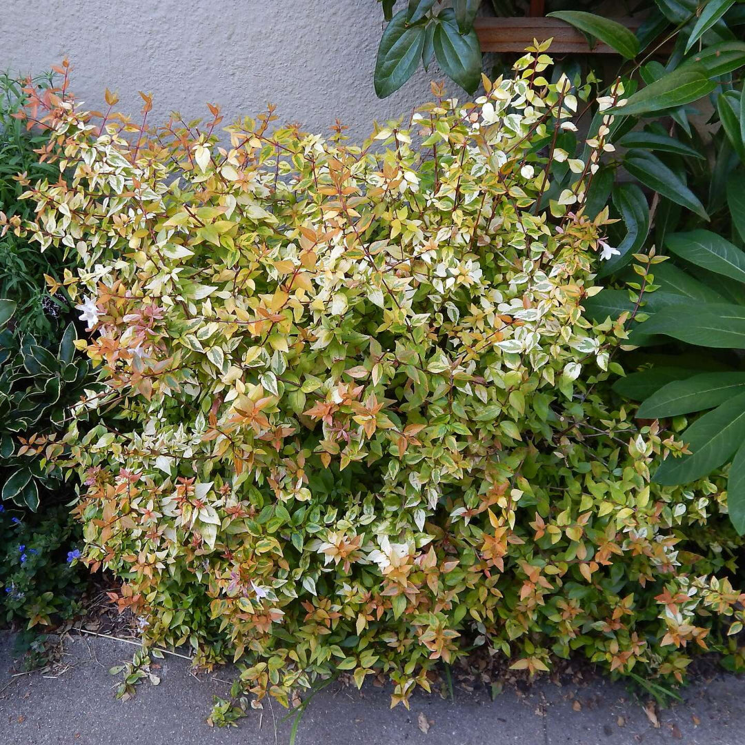Abelia Kaleidoscope shrub in landscape view