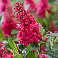 Li'l Rberry Butterfly Bush