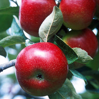 Harvested Red Delicious apples