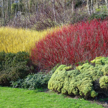 Red Twig Dogwood Tree, Coral Red Bark