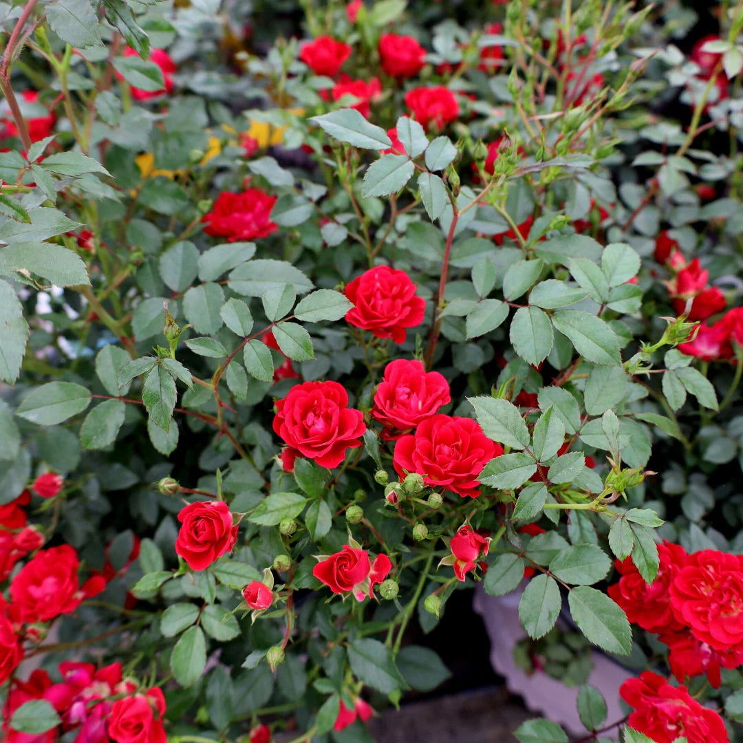 Red Drift Rose Plant with Bright Red Blooms